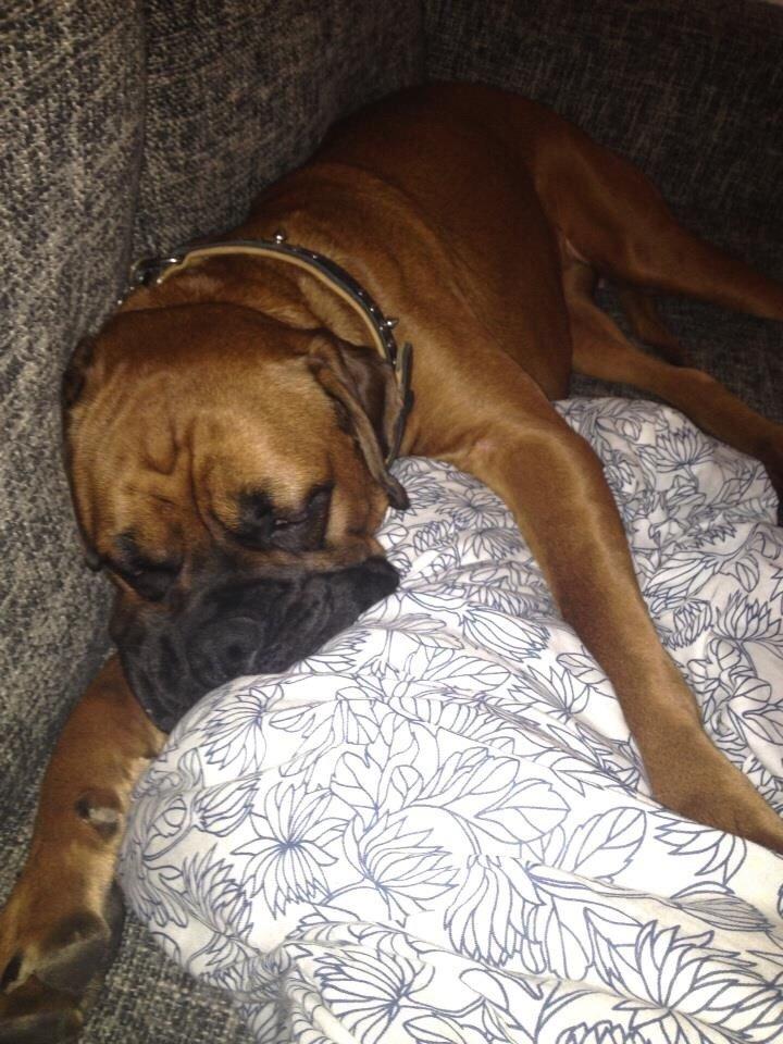 Boxer Bongo billede 7