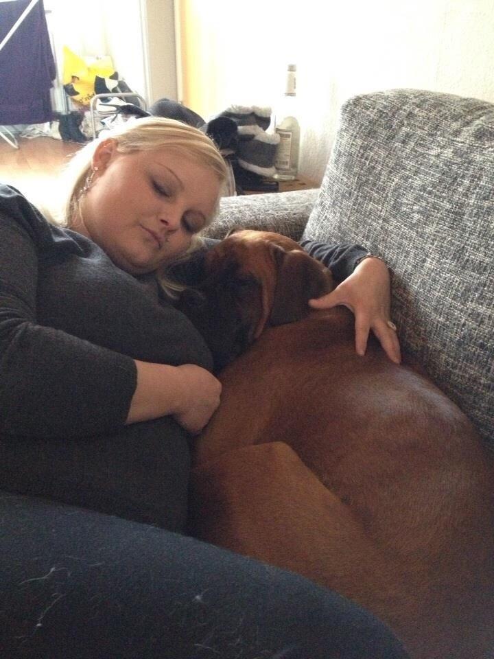 Boxer Bongo billede 8