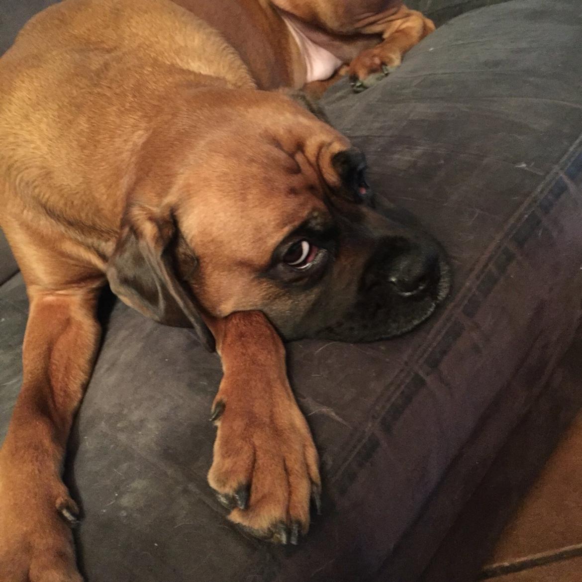 Boxer Bongo billede 9