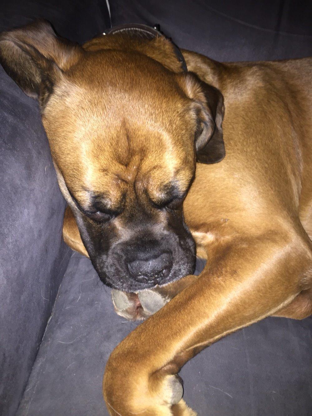 Boxer Bongo billede 10