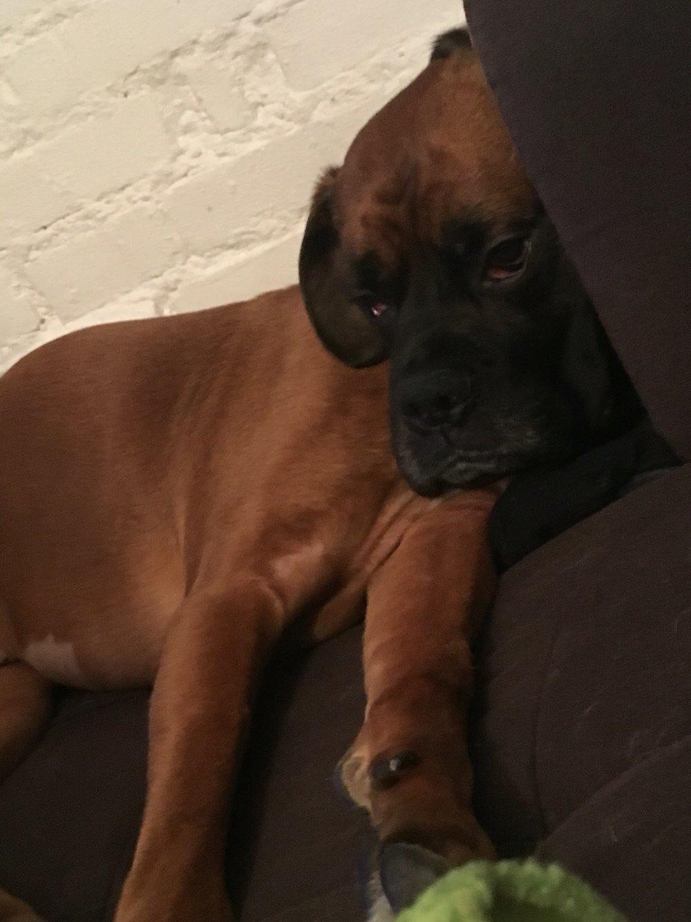 Boxer Bongo billede 13