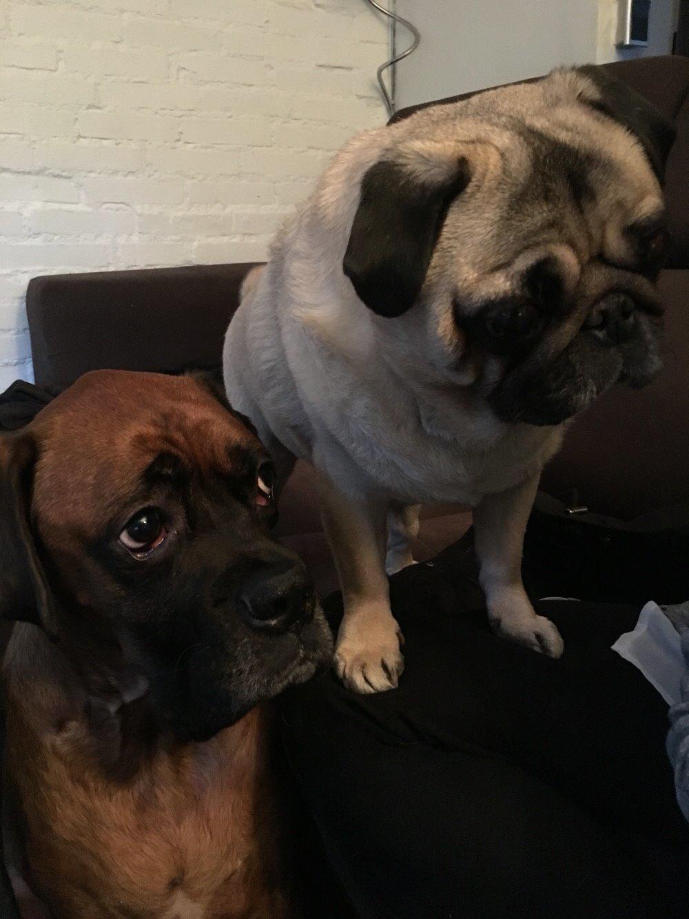 Boxer Bongo billede 15