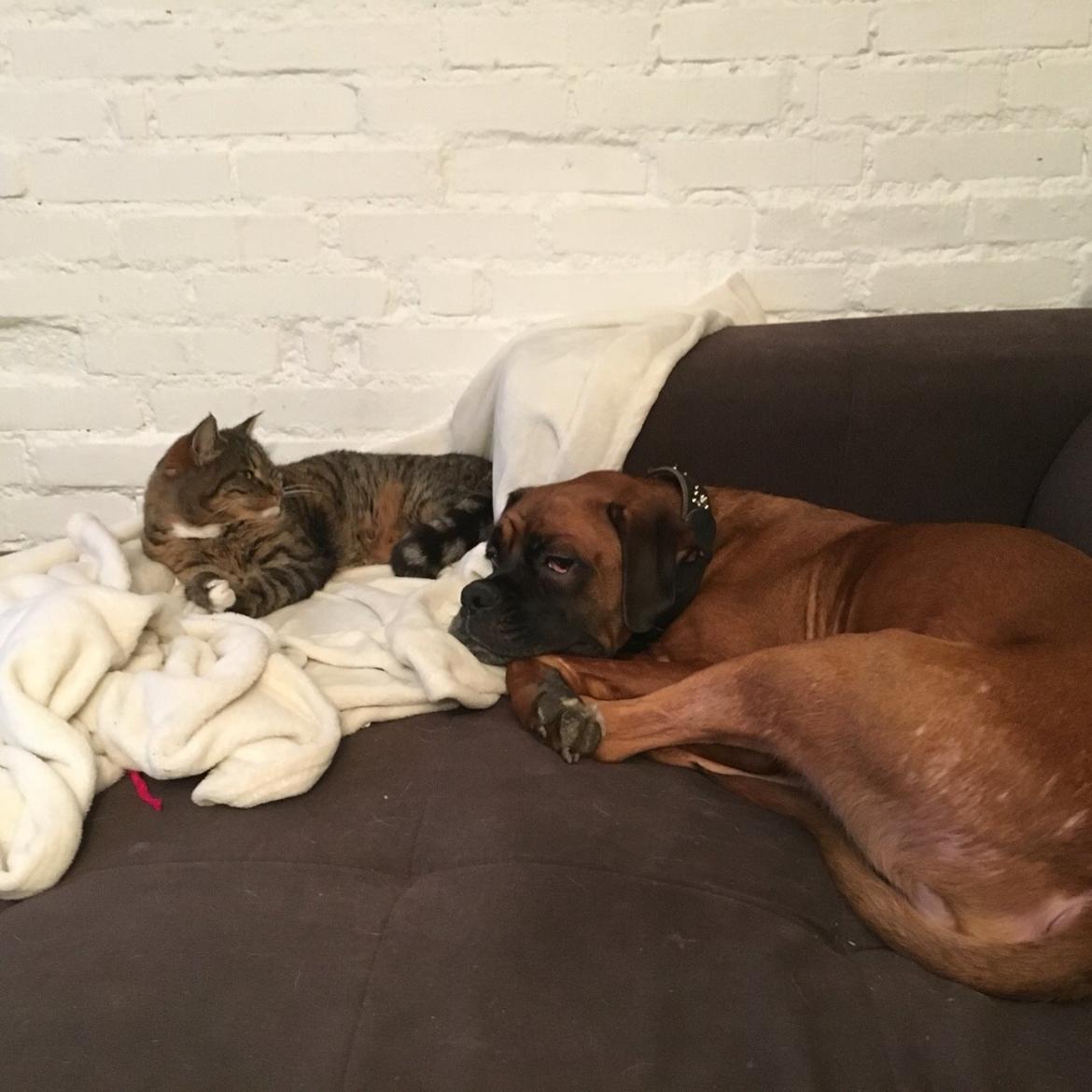 Boxer Bongo billede 14