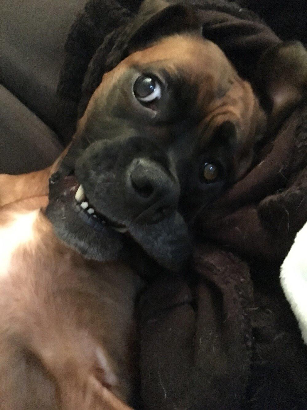 Boxer Bongo billede 17