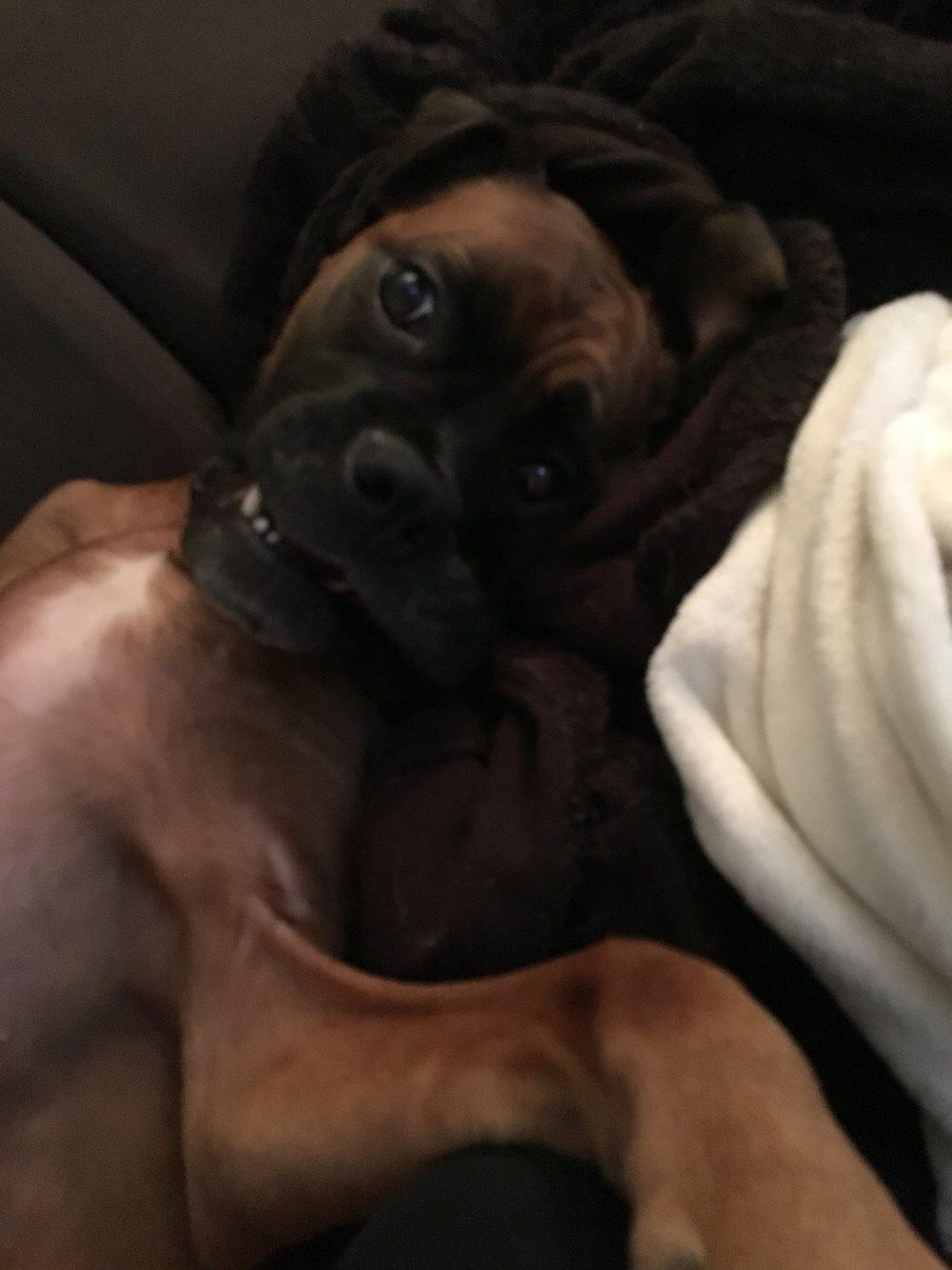 Boxer Bongo billede 18