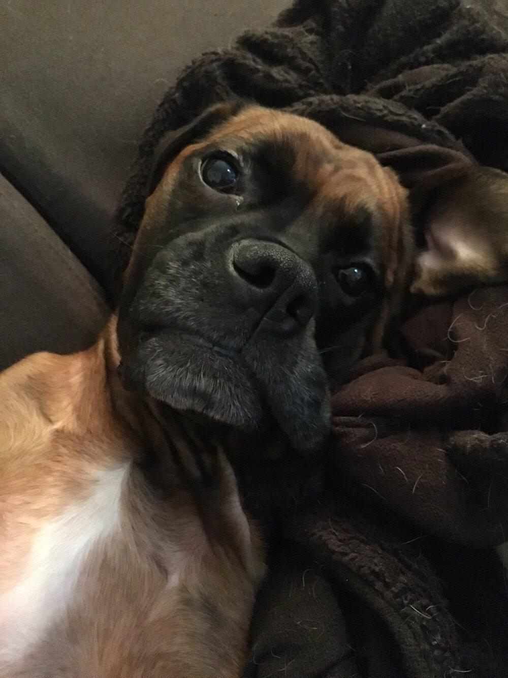 Boxer Bongo billede 20