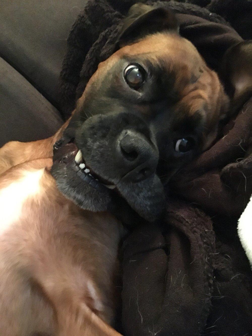 Boxer Bongo billede 19