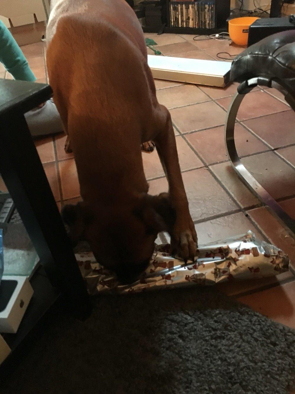 Boxer Bongo billede 24