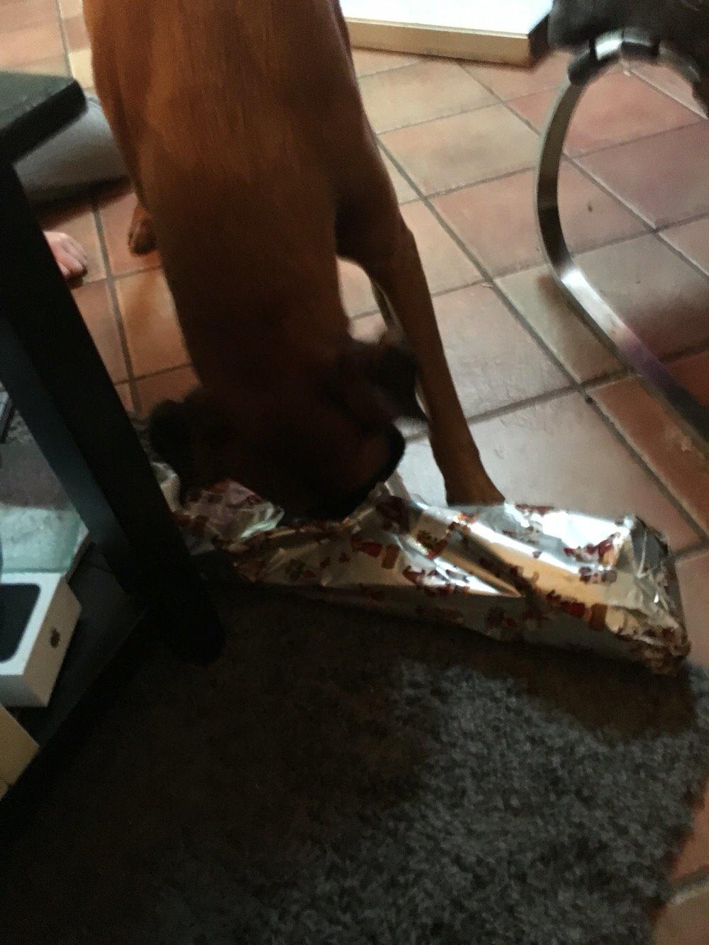 Boxer Bongo billede 25