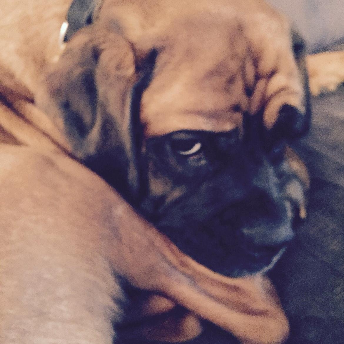 Boxer Bongo billede 26