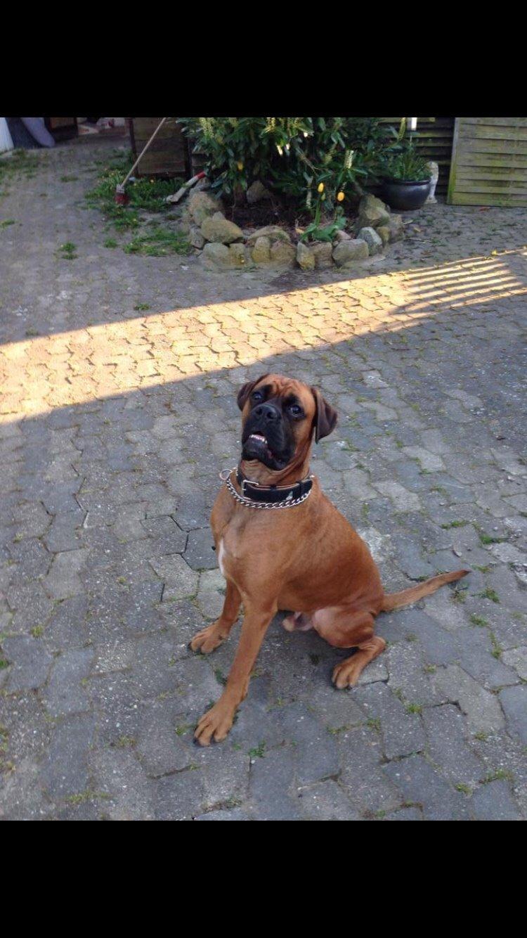 Boxer Bongo billede 28