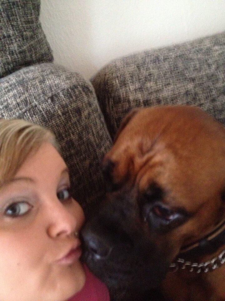 Boxer Bongo billede 29