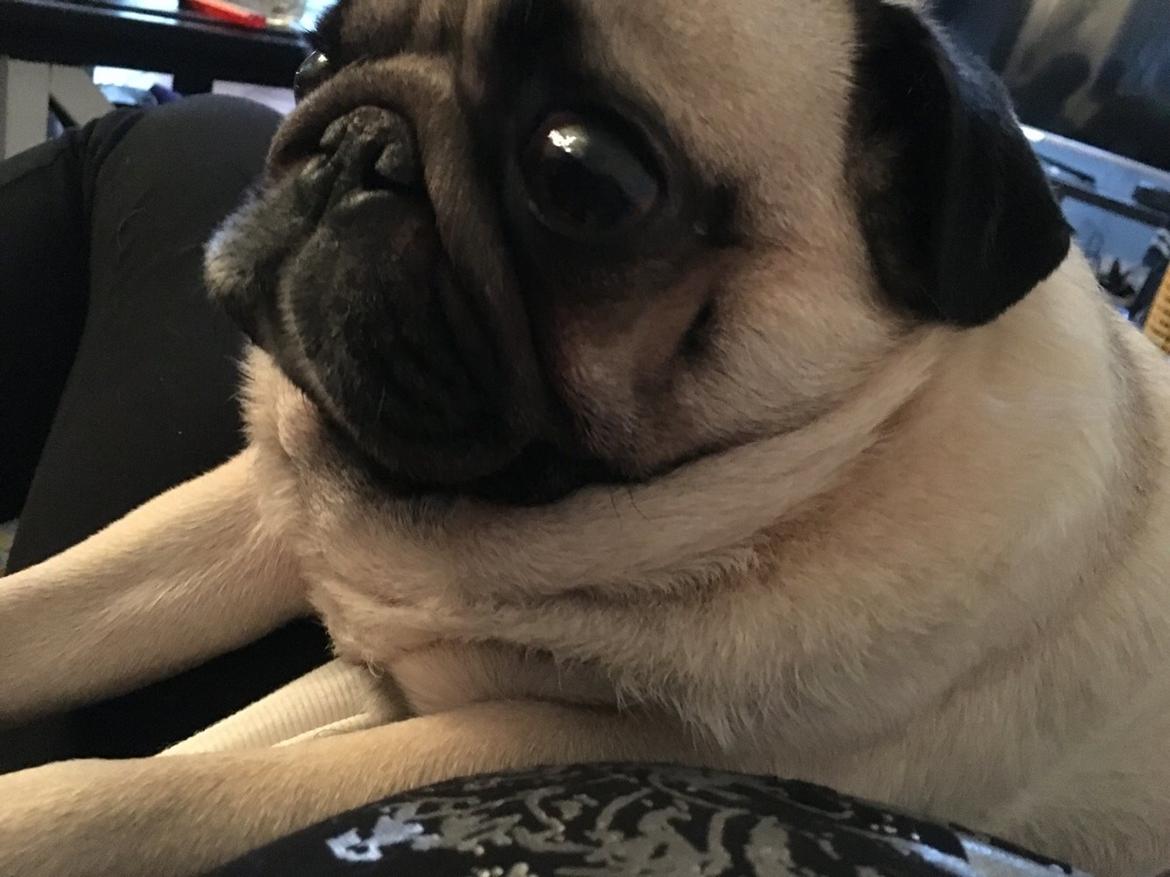 Mops Zacho billede 32