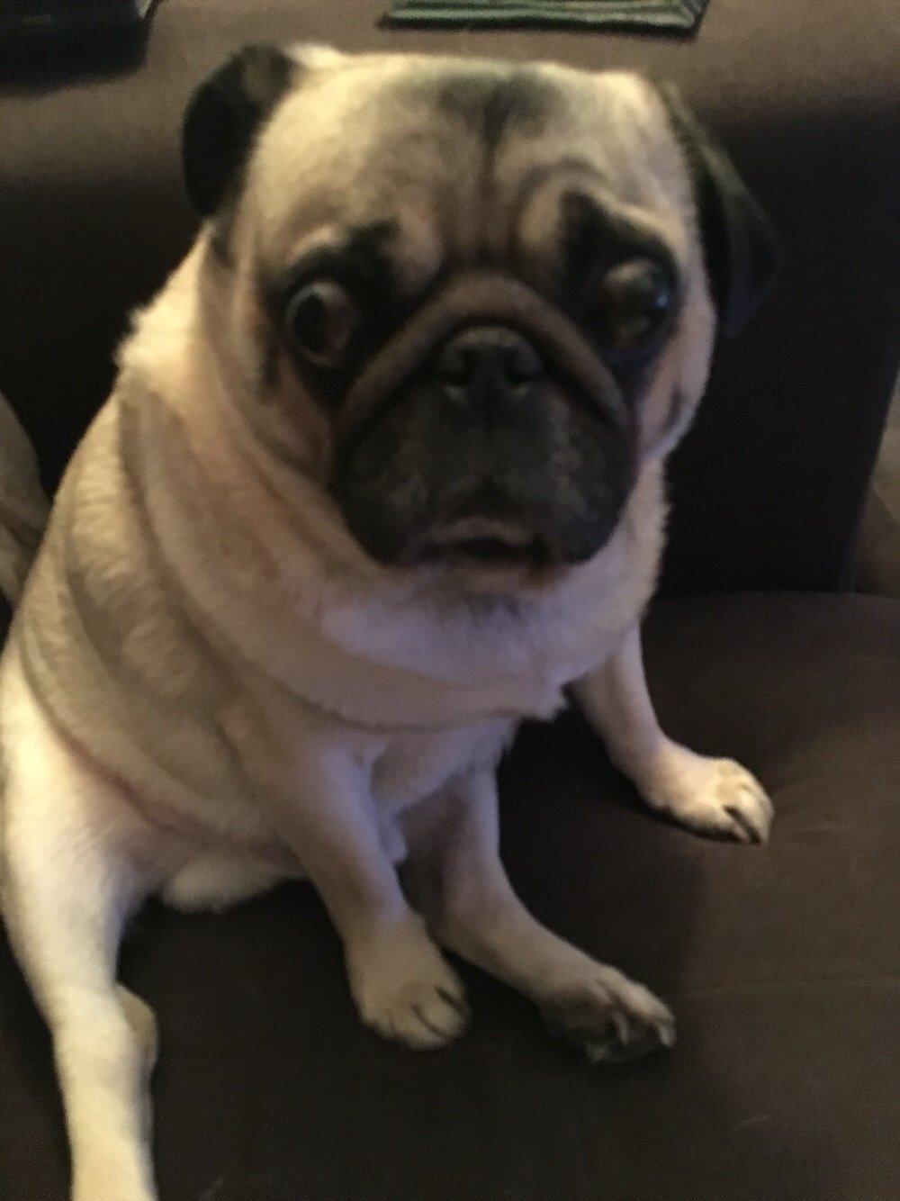 Mops Zacho billede 31