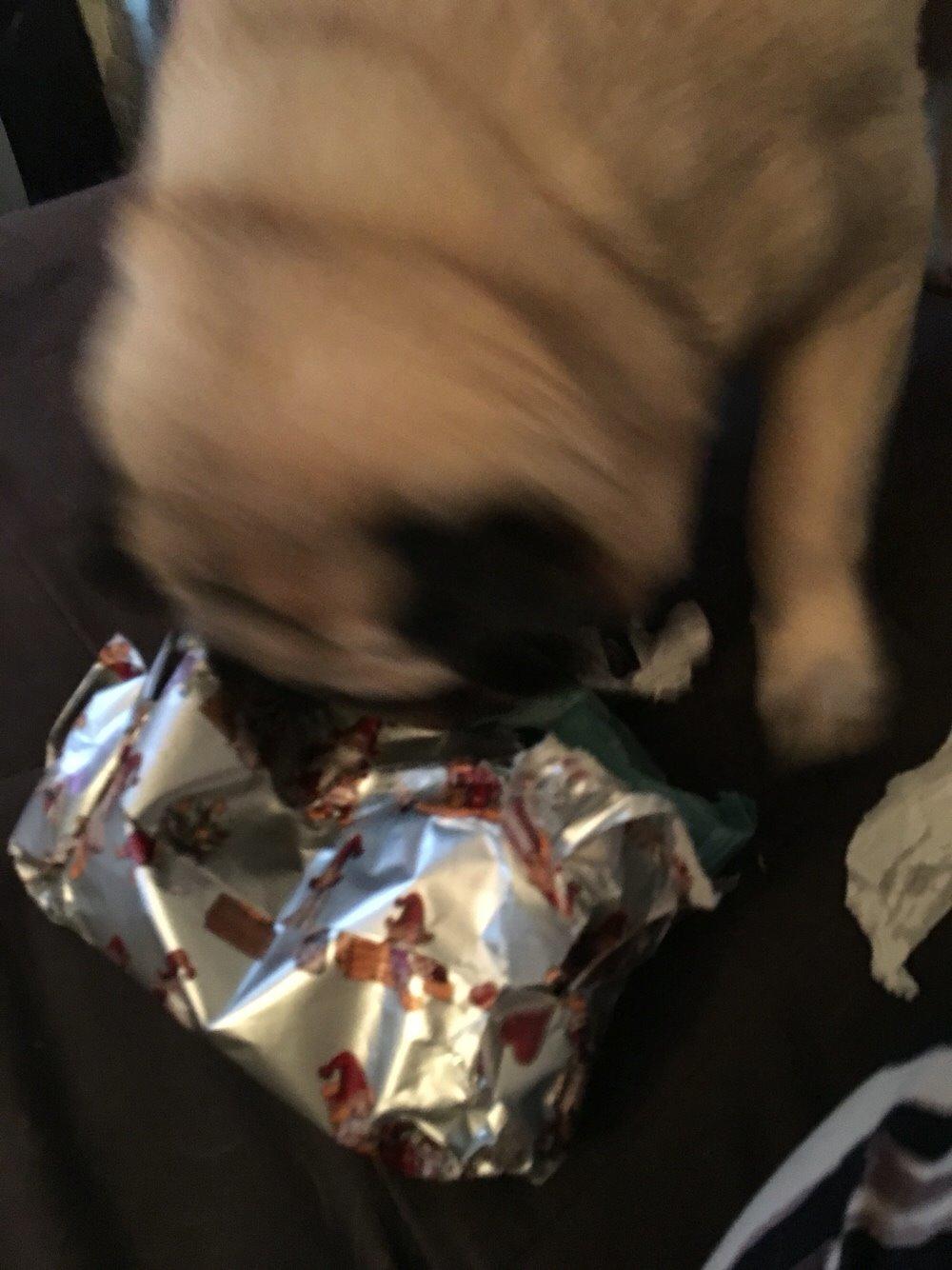 Mops Zacho billede 34