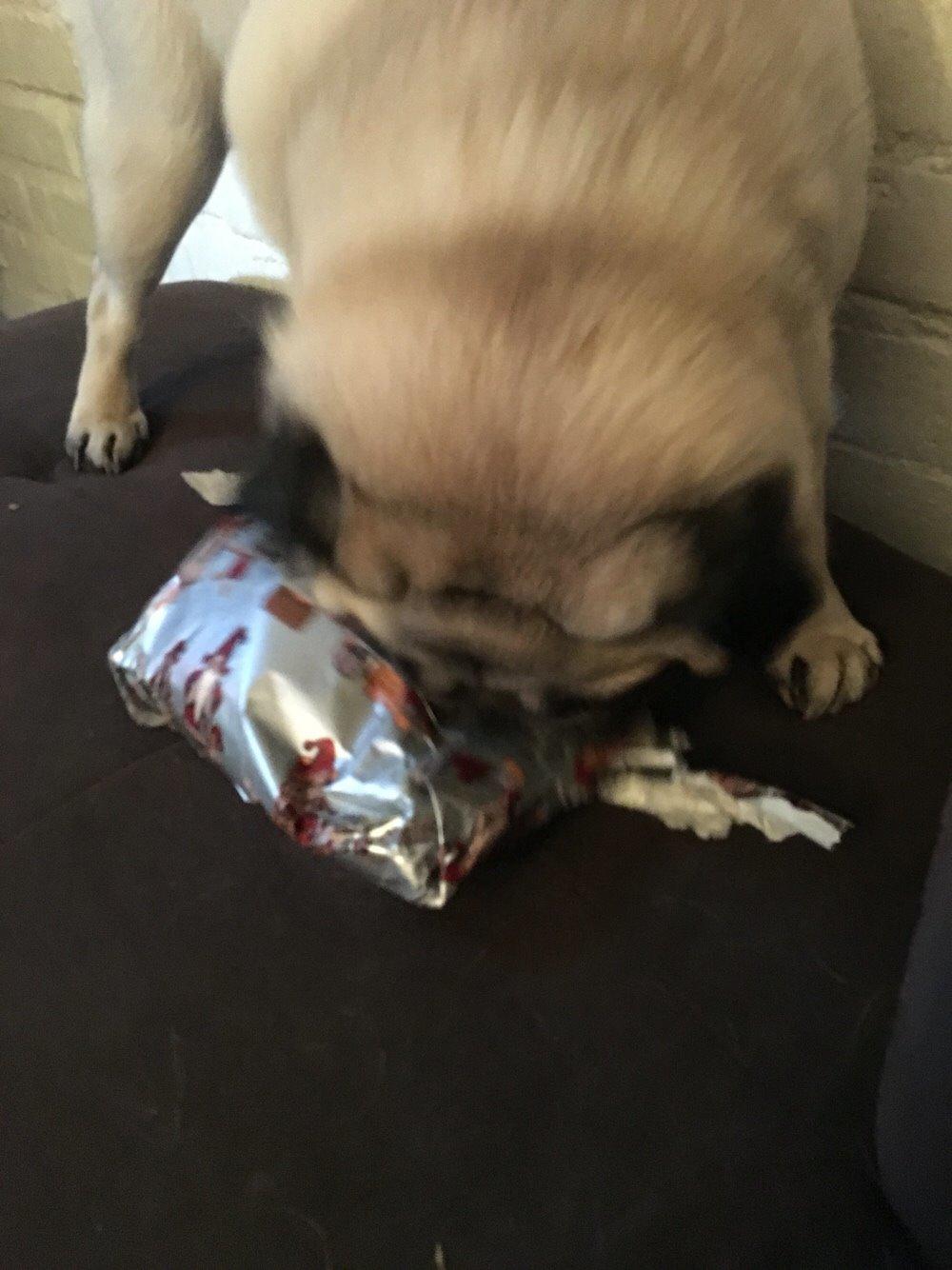 Mops Zacho billede 33