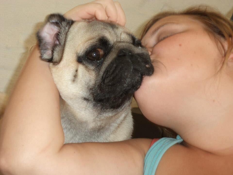 Mops Zacho billede 36