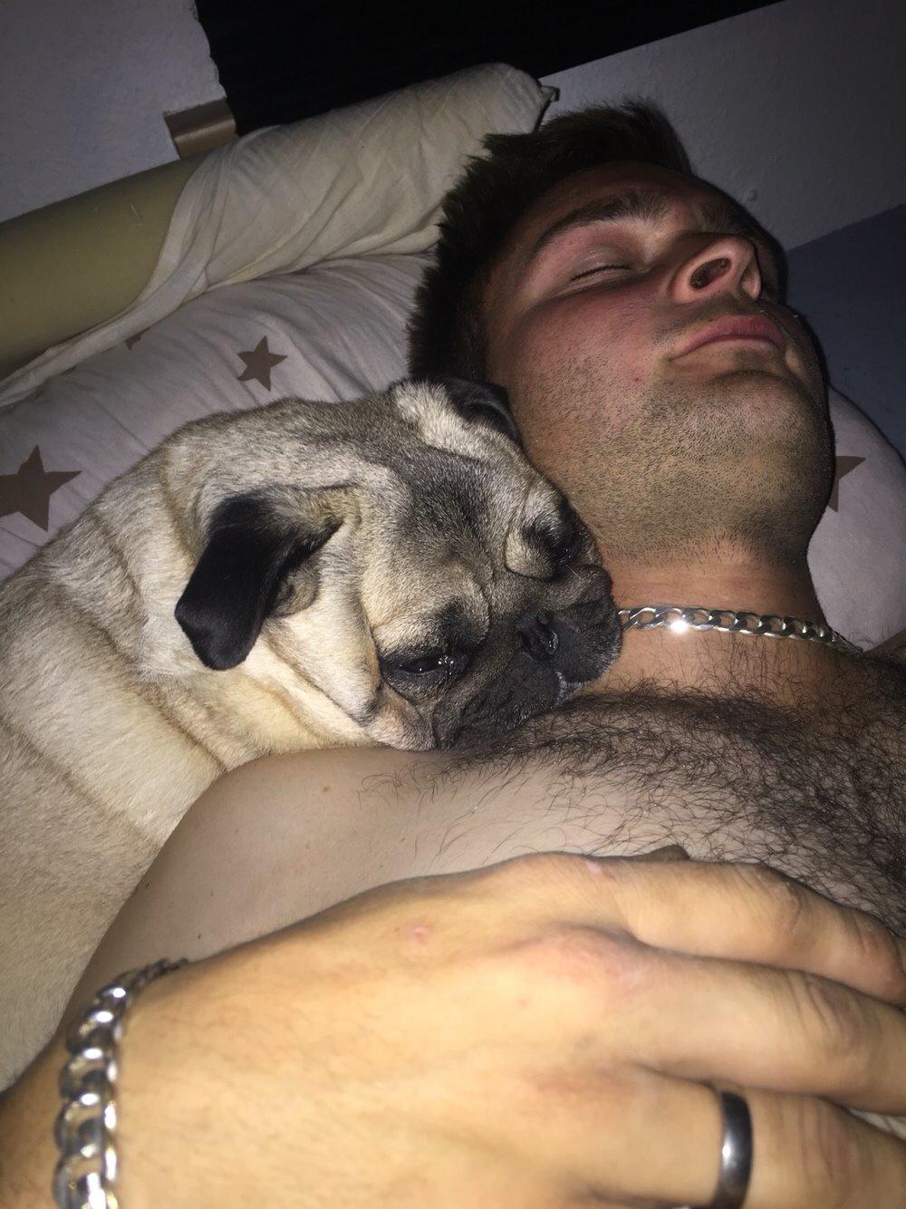 Mops Zacho billede 35