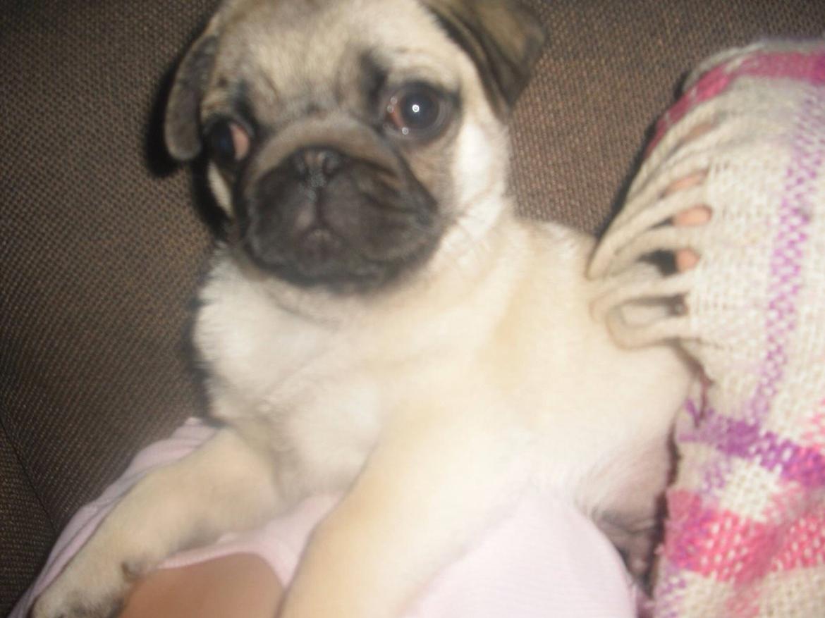 Mops Zacho billede 37