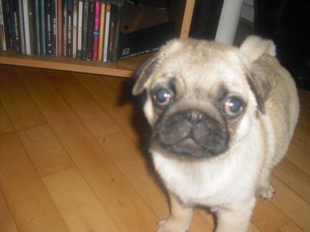 Mops Zacho billede 38