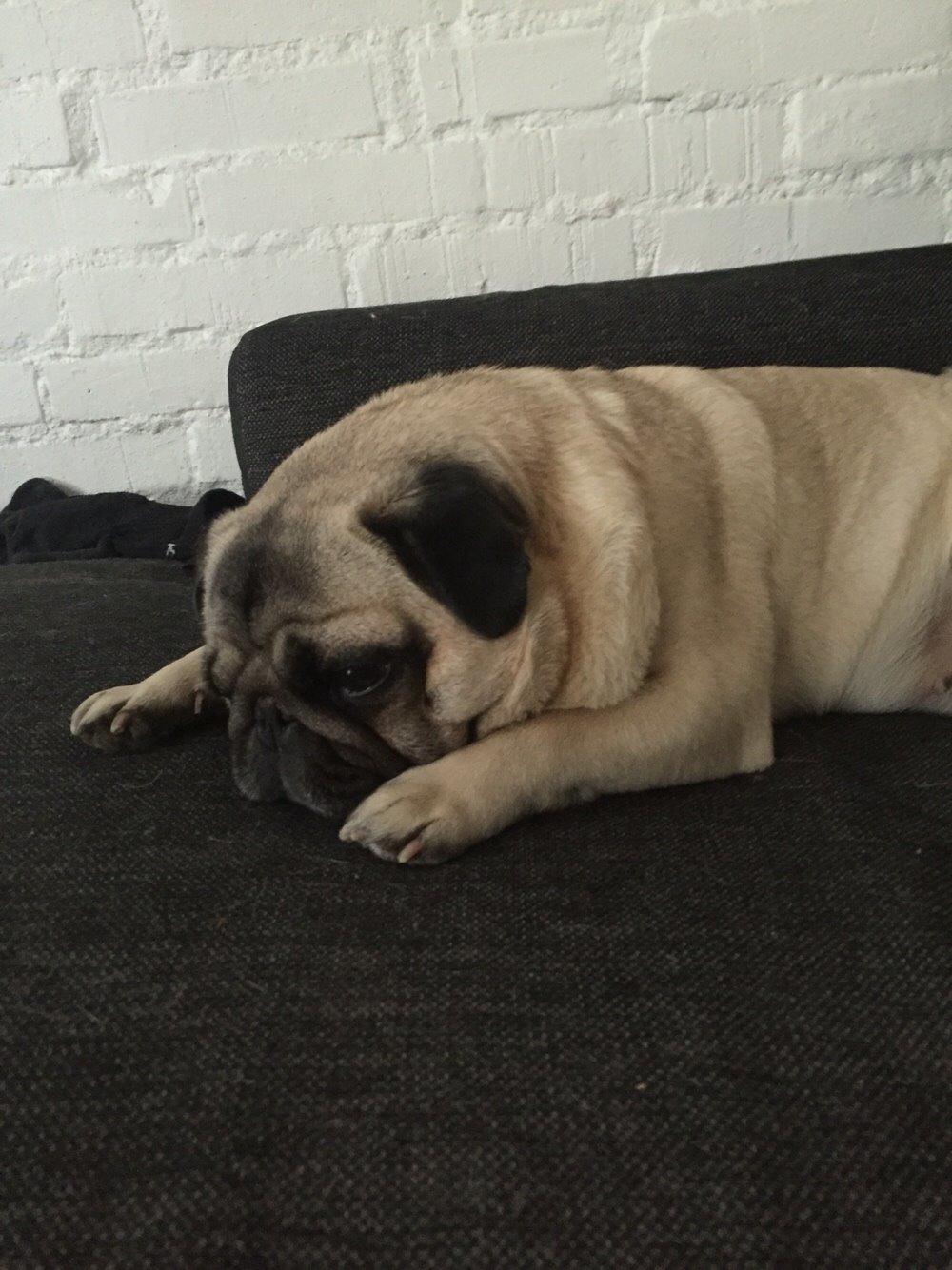 Mops Zacho billede 39