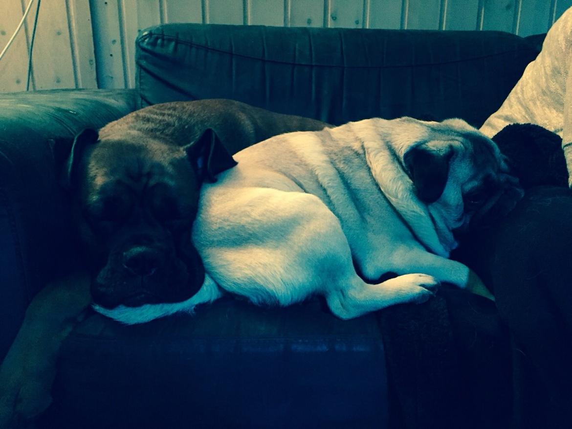 Mops Zacho billede 40