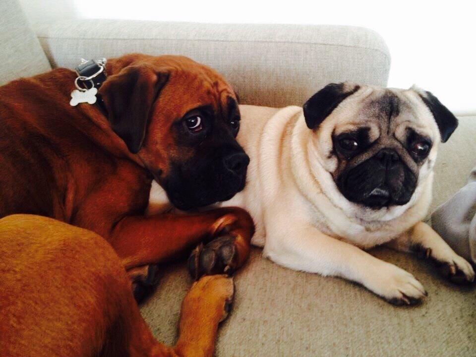 Mops Zacho billede 43