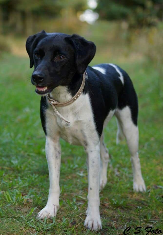 Blanding af racer plet billede 1