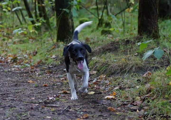 Blanding af racer plet billede 2