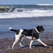 Blanding af racer plet billede 3