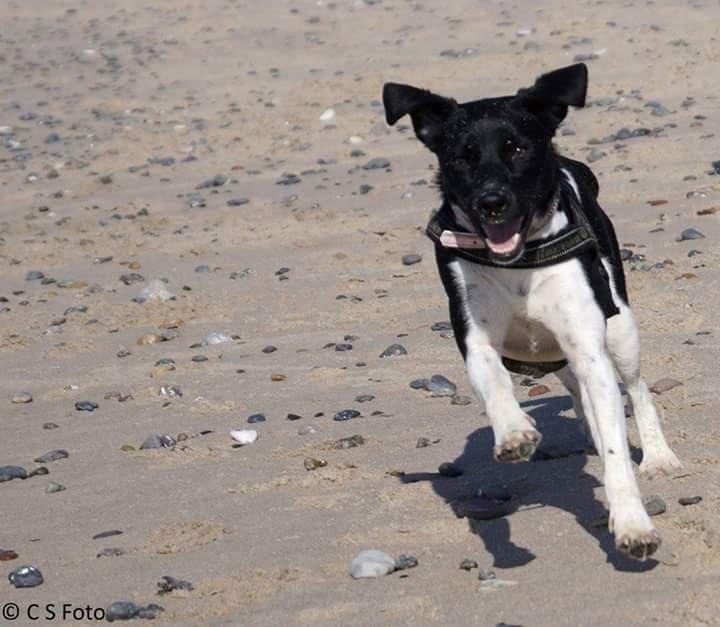 Blanding af racer plet billede 4