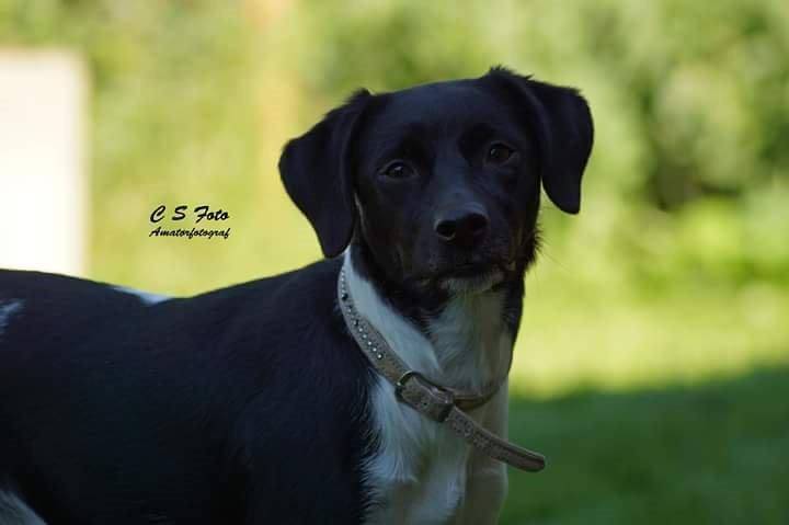 Blanding af racer plet billede 9