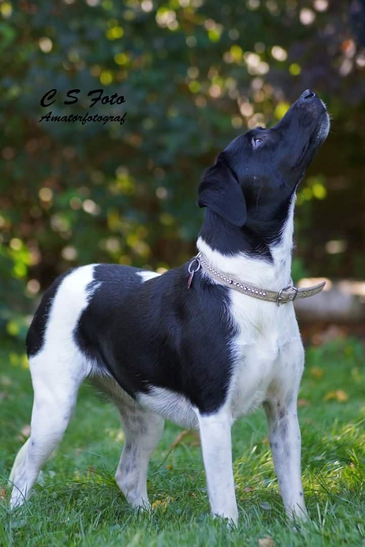 Blanding af racer plet billede 7