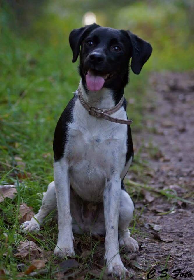 Blanding af racer plet billede 8