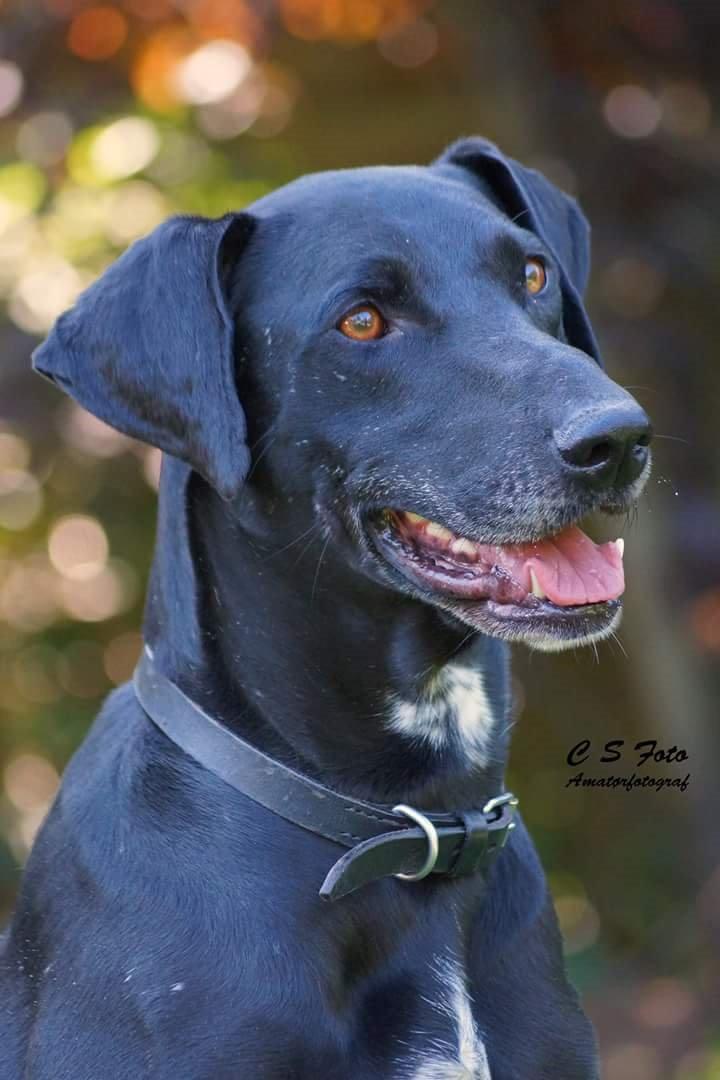 Blanding af racer Albert billede 1