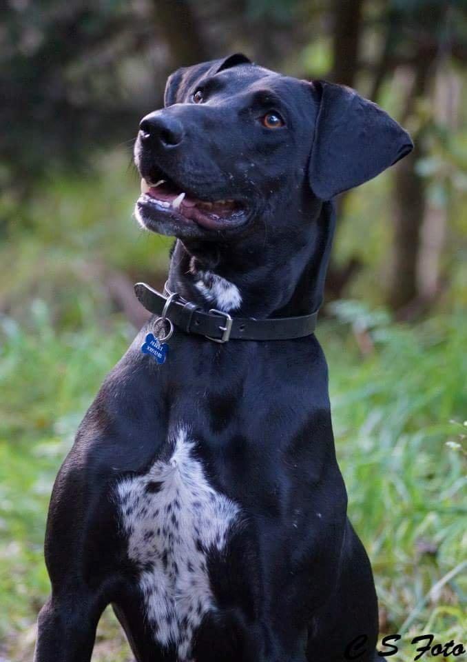 Blanding af racer Albert billede 2