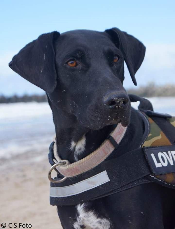 Blanding af racer Albert billede 3