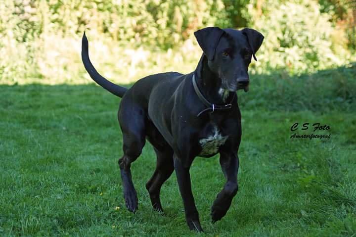 Blanding af racer Albert billede 4