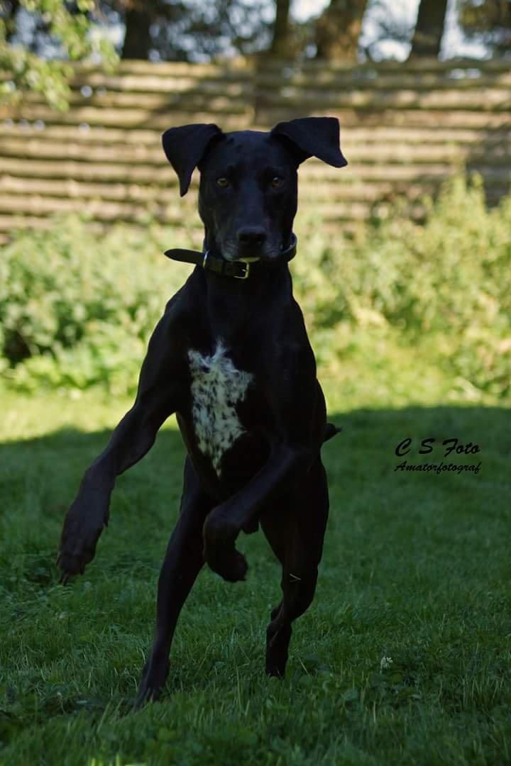 Blanding af racer Albert billede 5