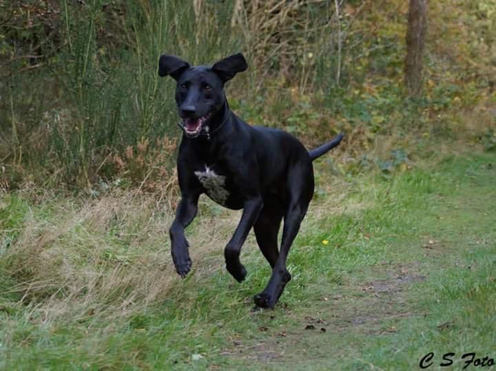 Blanding af racer Albert billede 6