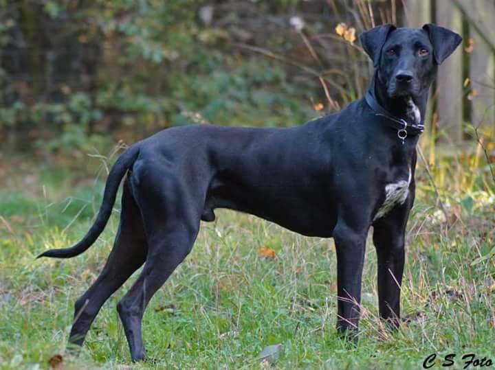 Blanding af racer Albert billede 7