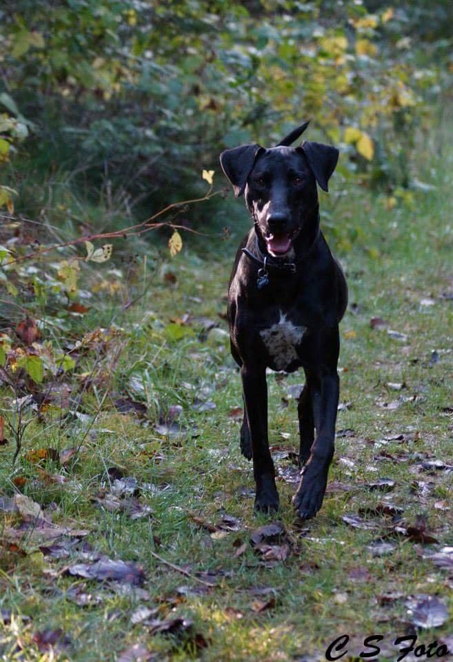 Blanding af racer Albert billede 8