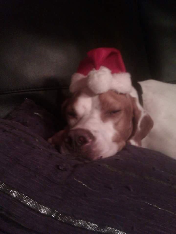 Pointer pluto billede 1