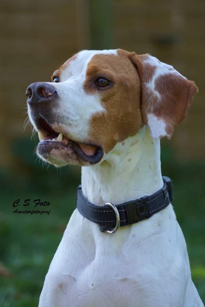 Pointer pluto billede 2