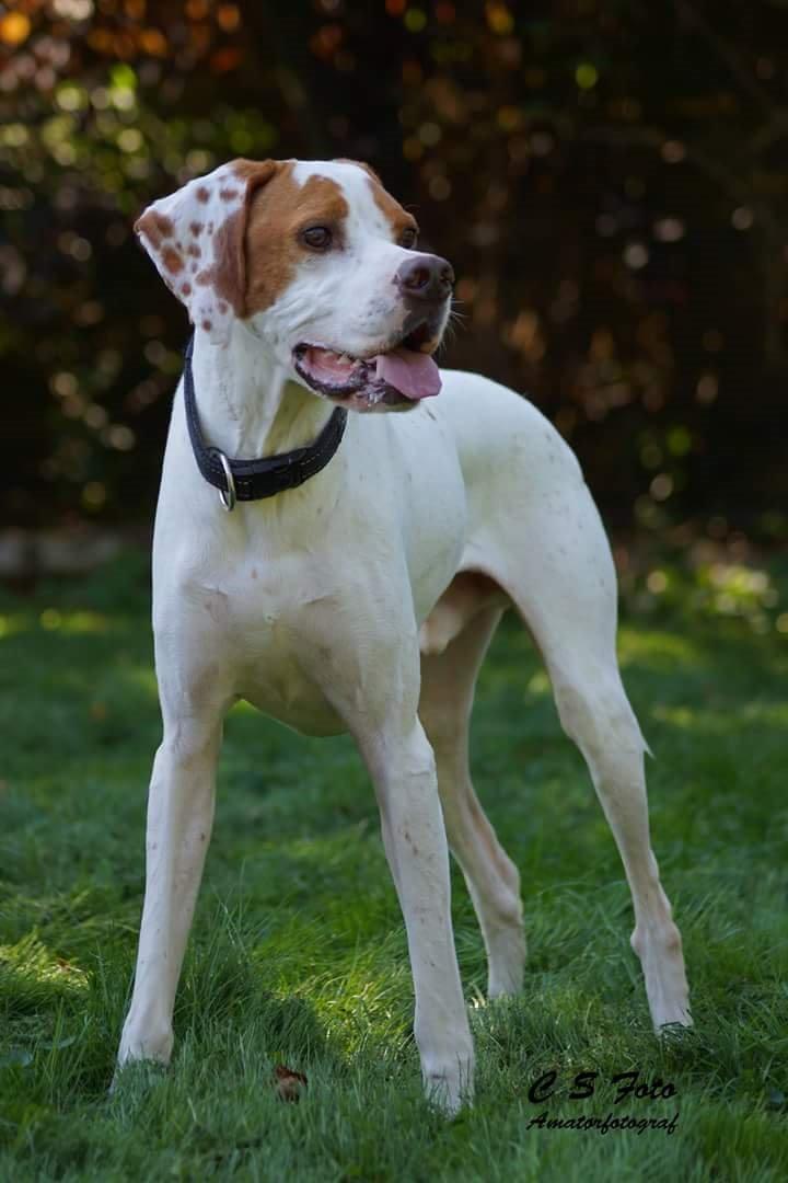 Pointer pluto billede 3