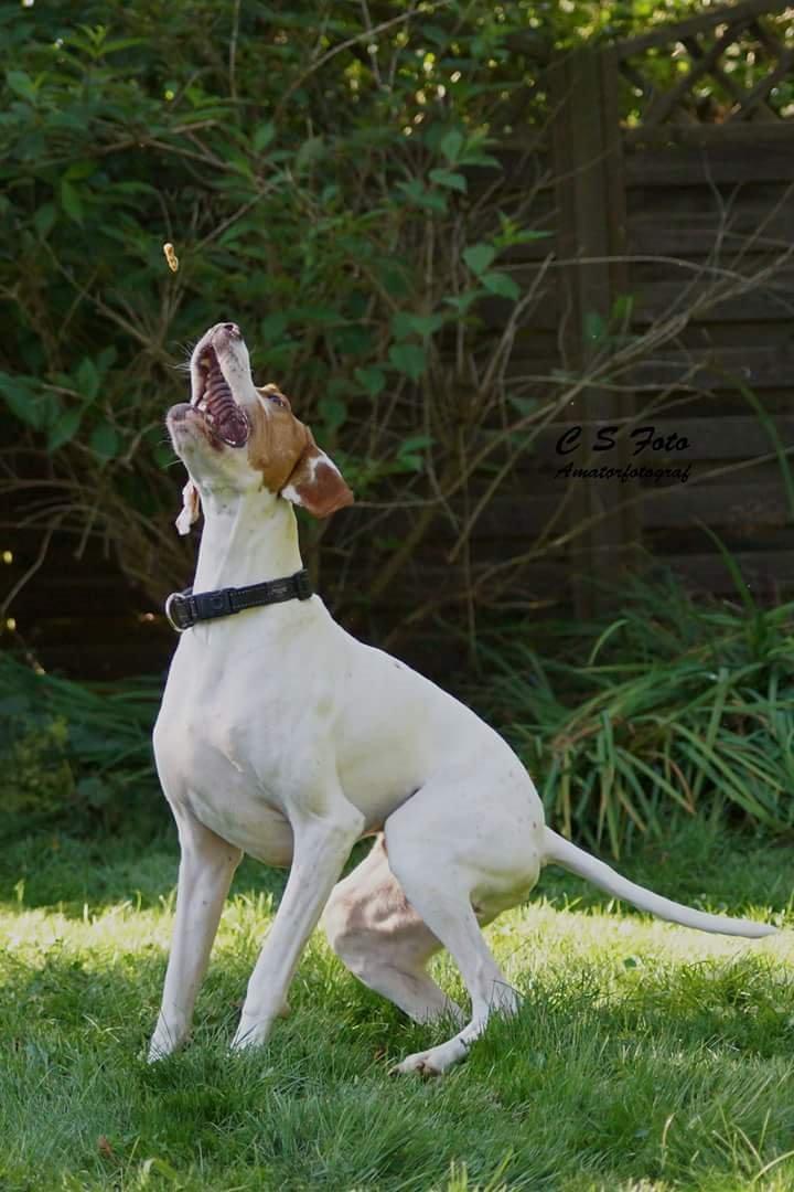 Pointer pluto billede 4