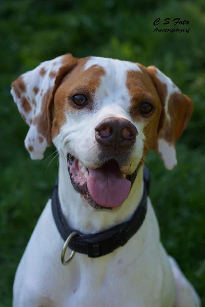 Pointer pluto billede 5