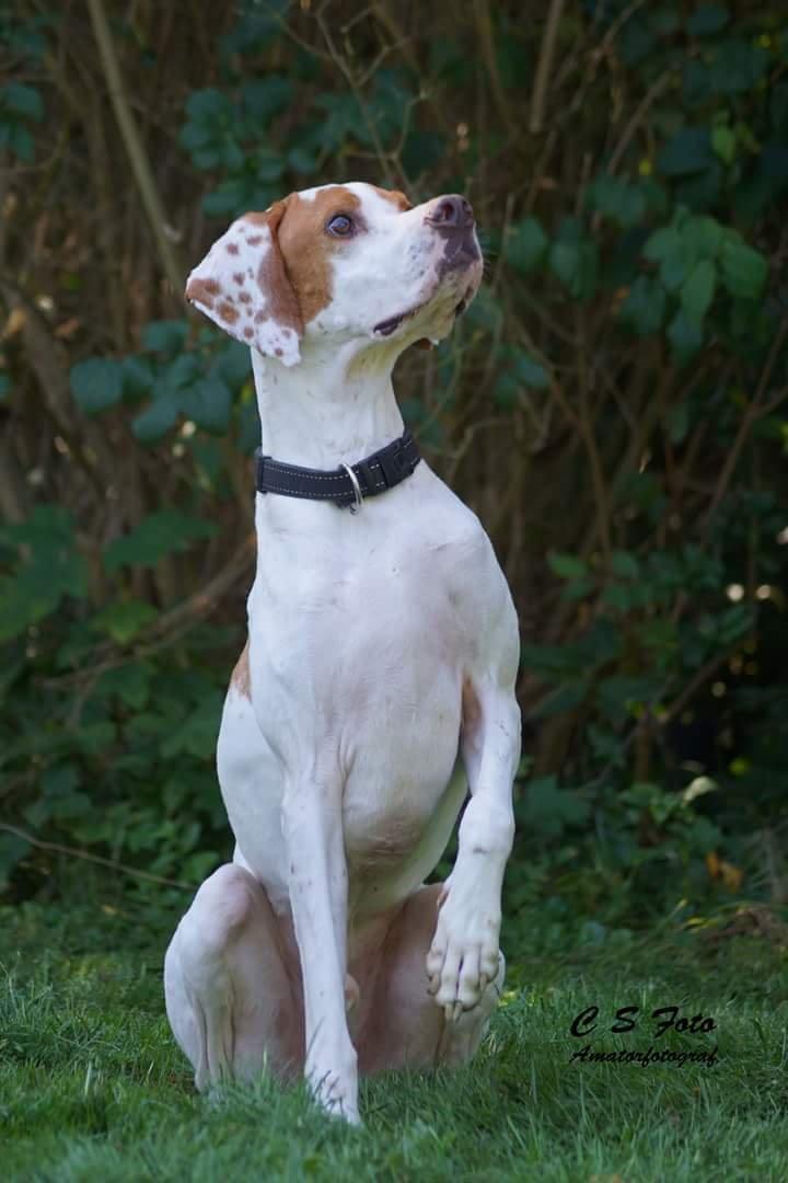 Pointer pluto billede 6