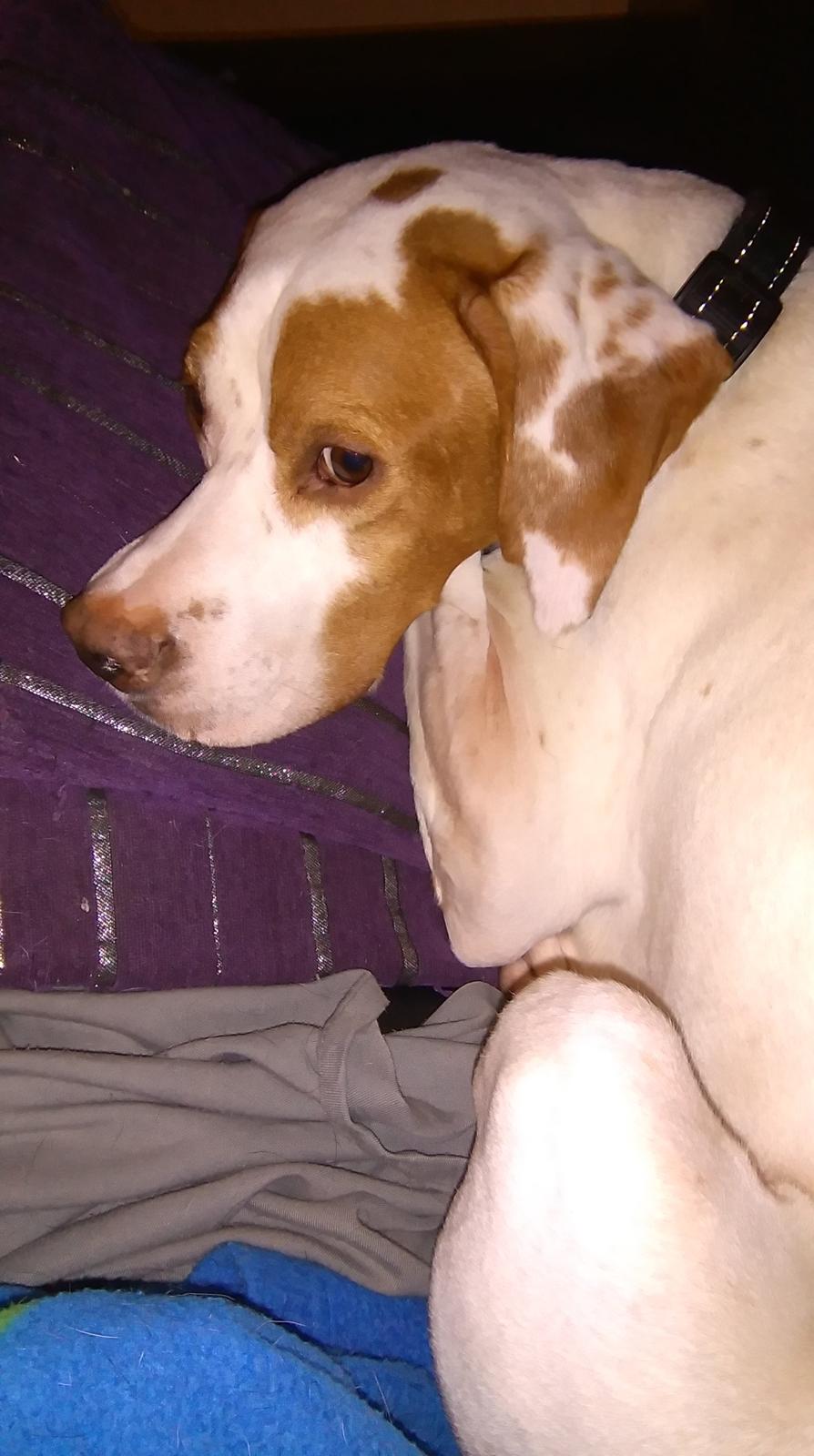 Pointer pluto billede 7