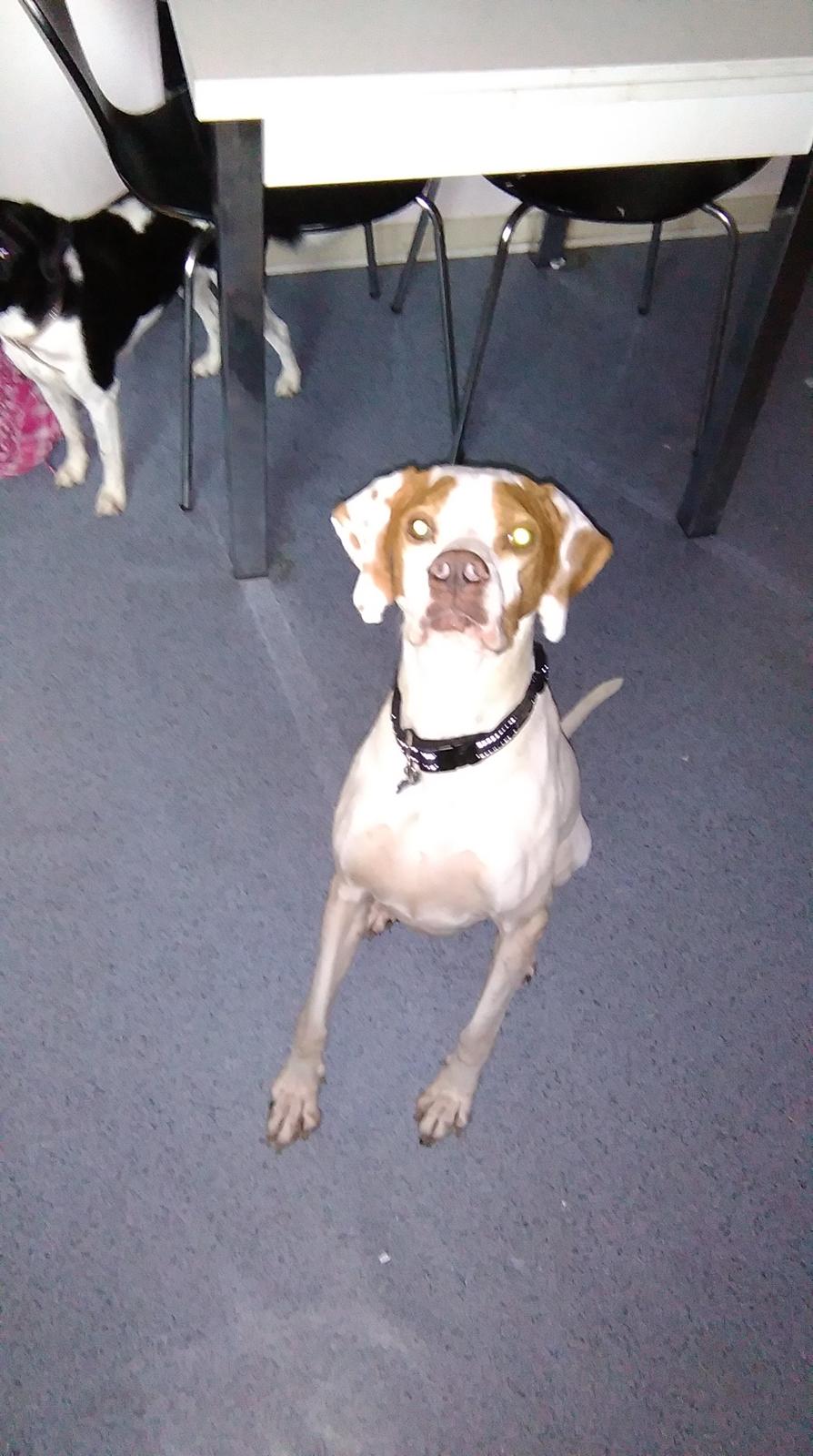 Pointer pluto billede 8